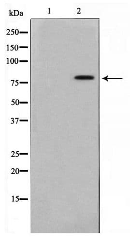 TRIM3 Antibody