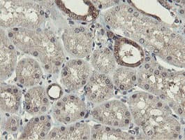 OTUB1 / OTU1 Antibody (clone OTI5B8)