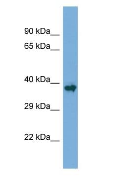 Polyclonal Rabbit anti-Mouse AML1 / RUNX1 Antibody (aa24-73, WB)