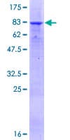 Human ARHGEF10 / GEF10 Protein (Recombinant GST)