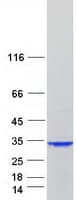 Human OXNAD1 Protein (Recombinant Myc-DDK (Flag))