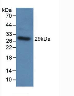 TLR5 Antibody (aa303-514, PE)