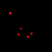 DNMT3L Antibody