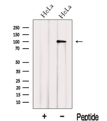 IPO13 / LGL2 Antibody