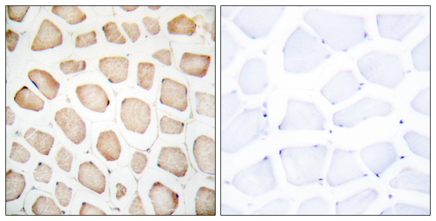 DDIT3 / CHOP Antibody (p30)