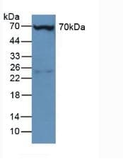 PLS3 / T Plastin Antibody (aa5-251, APC, Cy7)