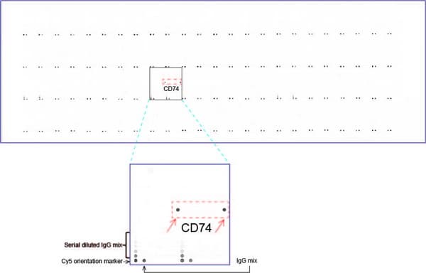 CD74 / CLIP Antibody (clone UMAB231)