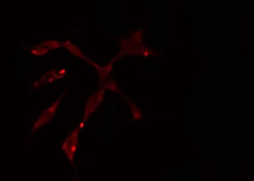 POLD1 Antibody
