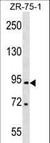 Polyclonal Rabbit anti-Human RTN1 / Reticulon 1 Antibody (aa198-227, WB)