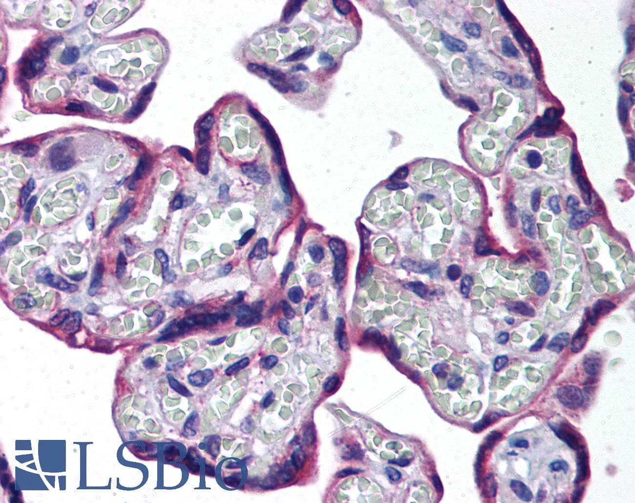 IHC-plus™ HAPLN3 Antibody (aa1-50)