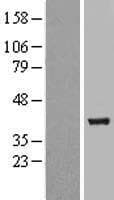 UBXN2B Protein (Over-Expression Lysate Myc-DDK (Flag))