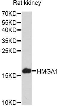 HMGIY / HMGA1 Antibody