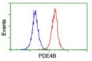 IHC-plus™ PDE4B Antibody (clone 1D12)