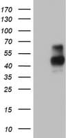 MSR1 / CD204 Antibody (aa197-451, clone OTI8B11)