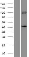 PRDM12 Protein (Over-Expression Lysate Myc-DDK (Flag))