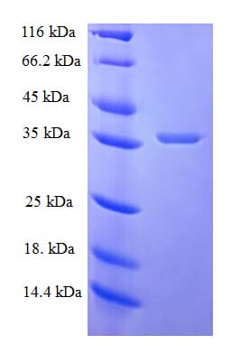 Human PSAP / Prosaposin Protein (Recombinant GST)