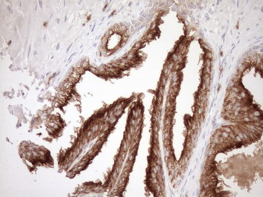 MLPH / Melanophilin Antibody (aa295-600, clone OTI6E8)