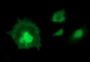 IDO1 / IDO Antibody (clone OTI2B5, Carrier-free)