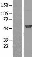 FIZ1 Protein (Over-Expression Lysate Myc-DDK (Flag))