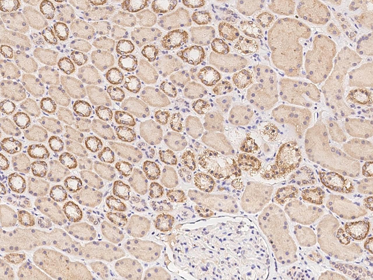 Polyclonal Rabbit anti-Human MAD2L1 / MAD2 Antibody (IHC, IF, WB)