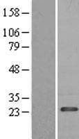 PDAP1 Protein (Over-Expression Lysate Myc-DDK (Flag))