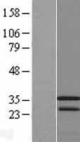 CAMLG / CAML Protein (Over-Expression Lysate Myc-DDK (Flag))