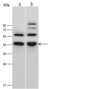 Polyclonal Rabbit anti-Human PPM1A / PP2CA Antibody (Preservative Free, IF, WB)