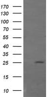 Monoclonal Mouse anti-Human GZMB / Granzyme B Antibody (clone OTI4E6, aa21-247, IHC, IF, WB)
