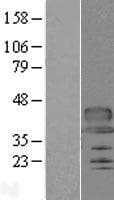 Human C12orf53 Protein (Over-Expression Lysate Myc-DDK (Flag))