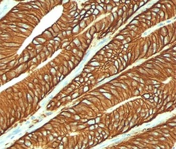 EPCAM Antibody (clone VU-1D9, Azide-free, BSA-free)