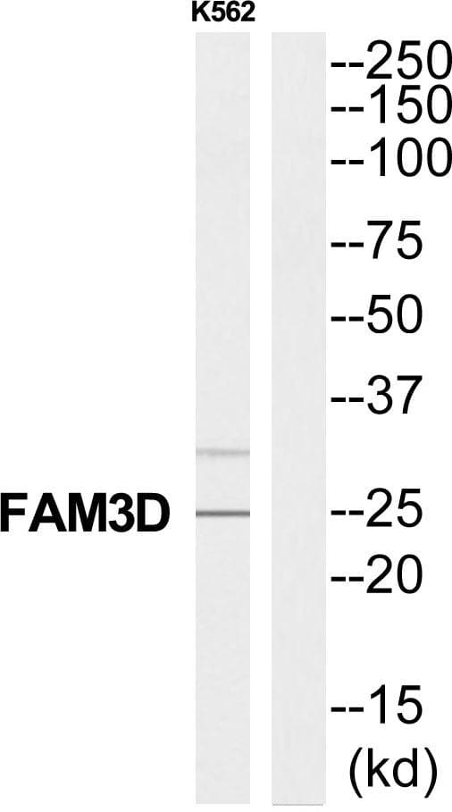 Polyclonal Rabbit anti-Human FAM3D Antibody (WB)