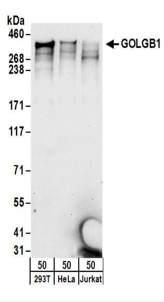 GOLGB1 / Giantin Antibody (aa950-981)
