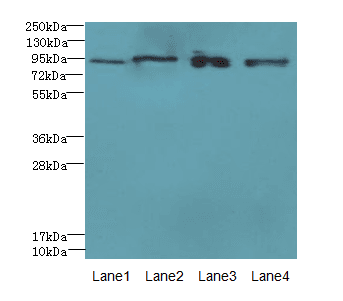 XRRA1 Antibody