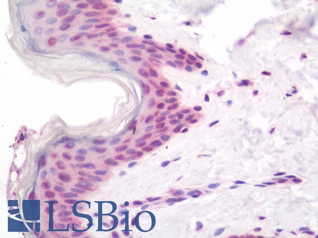 IHC-plus™ Polyclonal Rabbit anti-Human C/EBP Beta / CEBPB Antibody (aa50-100, IHC, WB)