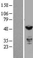 IRF3 Protein (Over-Expression Lysate Myc-DDK (Flag))