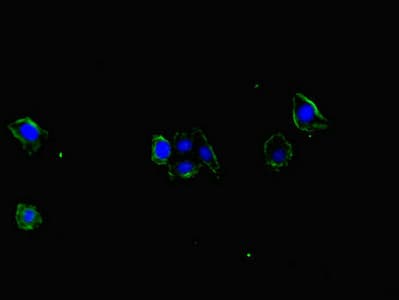 CEP104 Antibody
