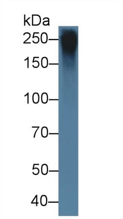 FBN1 / Fibrillin 1 Antibody (aa168-364, APC)