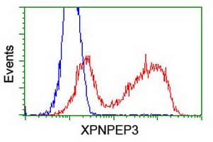 XPNPEP3 Antibody (clone OTI5G2)