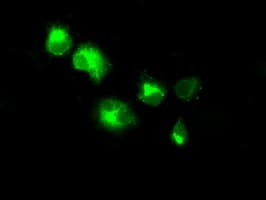 NPR3 Antibody (clone OTI4A1)