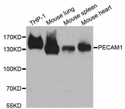 PECAM-1 / CD31 Antibody