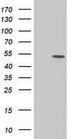 CD5 Antibody (clone OTI7A7)