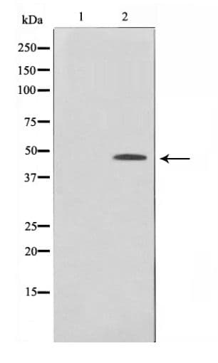 JUN / c-Jun Antibody (phospho-Ser243)