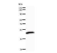 Monoclonal Mouse anti-Human HOXC9 Antibody (clone HOXCA6E6, IF, WB)