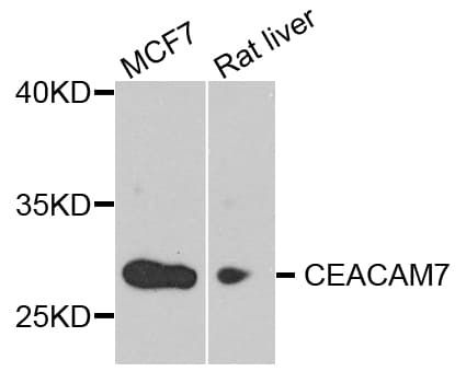 IHC-plus™ CEACAM7 Antibody