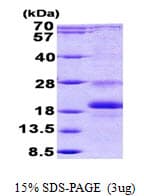 Human ID / ID1 Protein (Recombinant His)