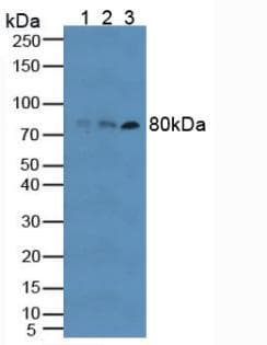 TLR6 Antibody (aa608-796, PE)