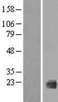 IL1F10 Protein (Over-Expression Lysate Myc-DDK (Flag))