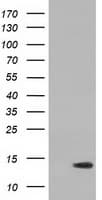 Monoclonal Mouse anti-Human RIPPLY2 Antibody (clone OTI1B5, WB)