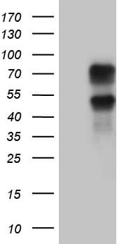 KLF11 Antibody (aa1-274, clone OTI4H7, Carrier-free)