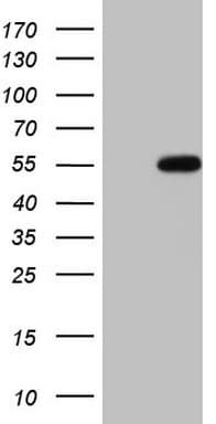 EGLN2 / PHD1 Antibody (clone OTI5E11)